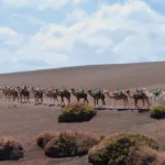 Caravane de chameaux dans un paysage désertique.